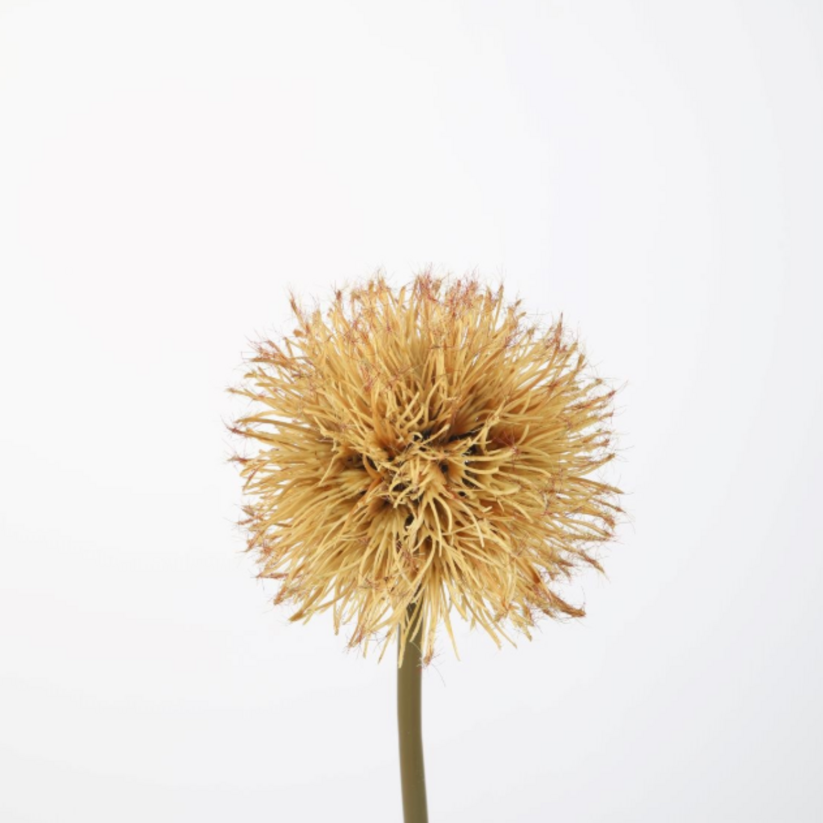 -- C&G - Dandelion  spray 89cm bruin