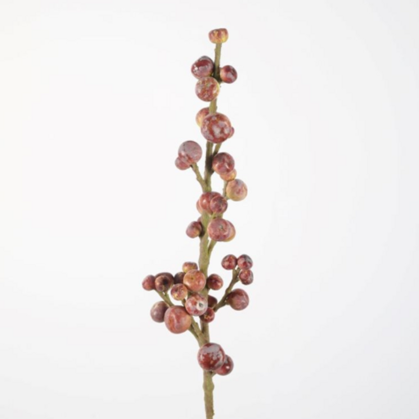 -- C&G - Fig / vijg stem 90cm rood/bruin