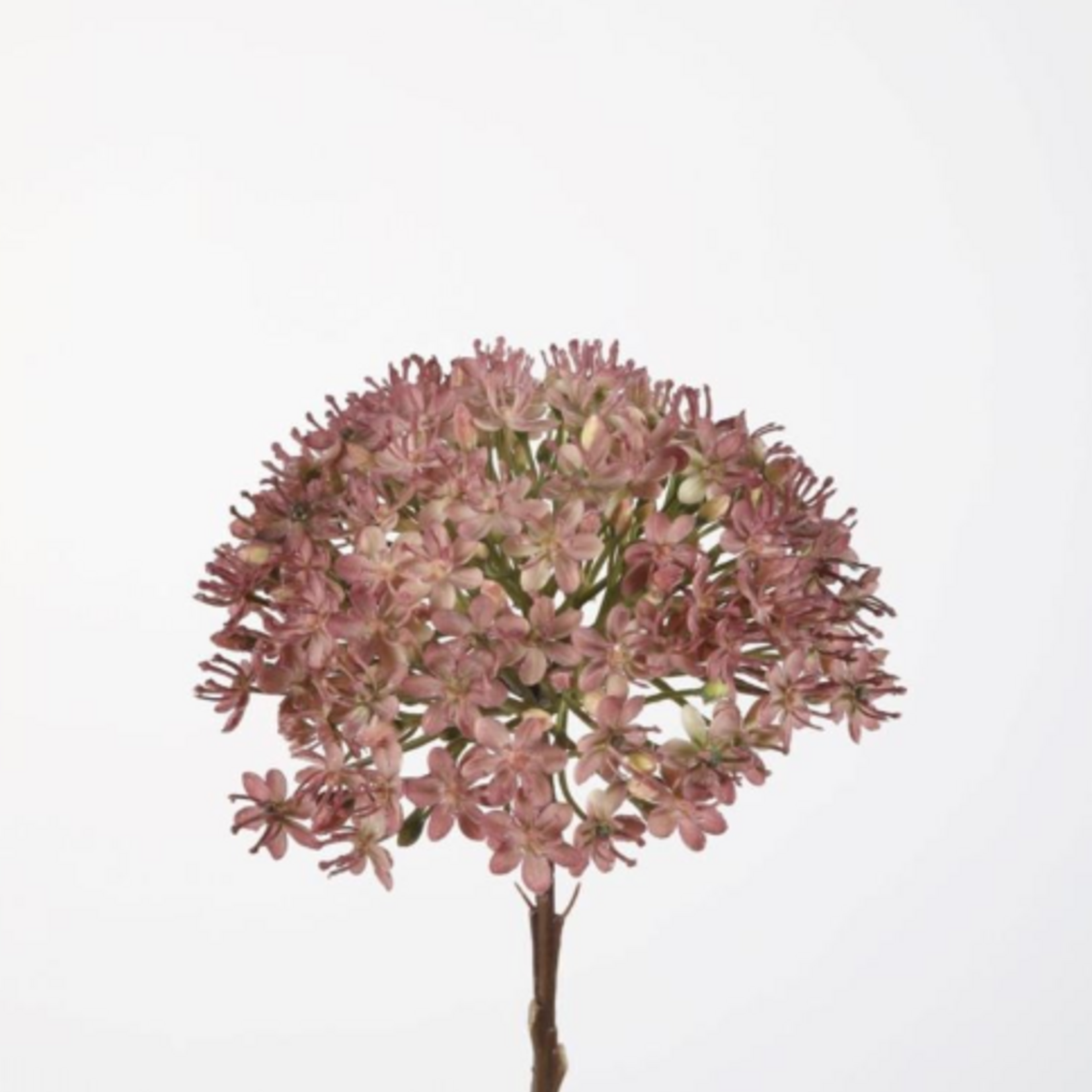 -- C&G - Allium stem 46cm paars