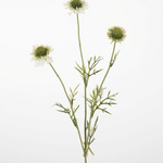 -- C&G - Scabiosa Spray 74cm creme wit