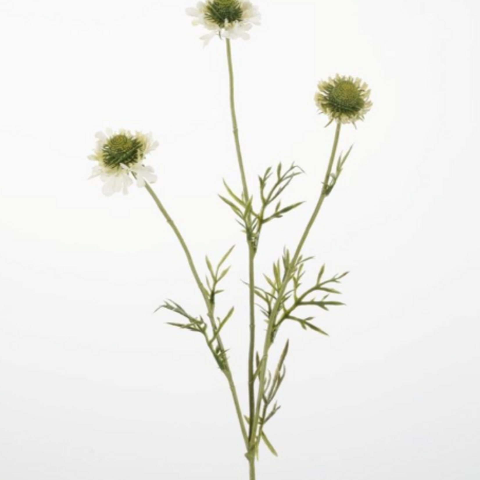 -- C&G - Scabiosa Spray 74cm creme wit