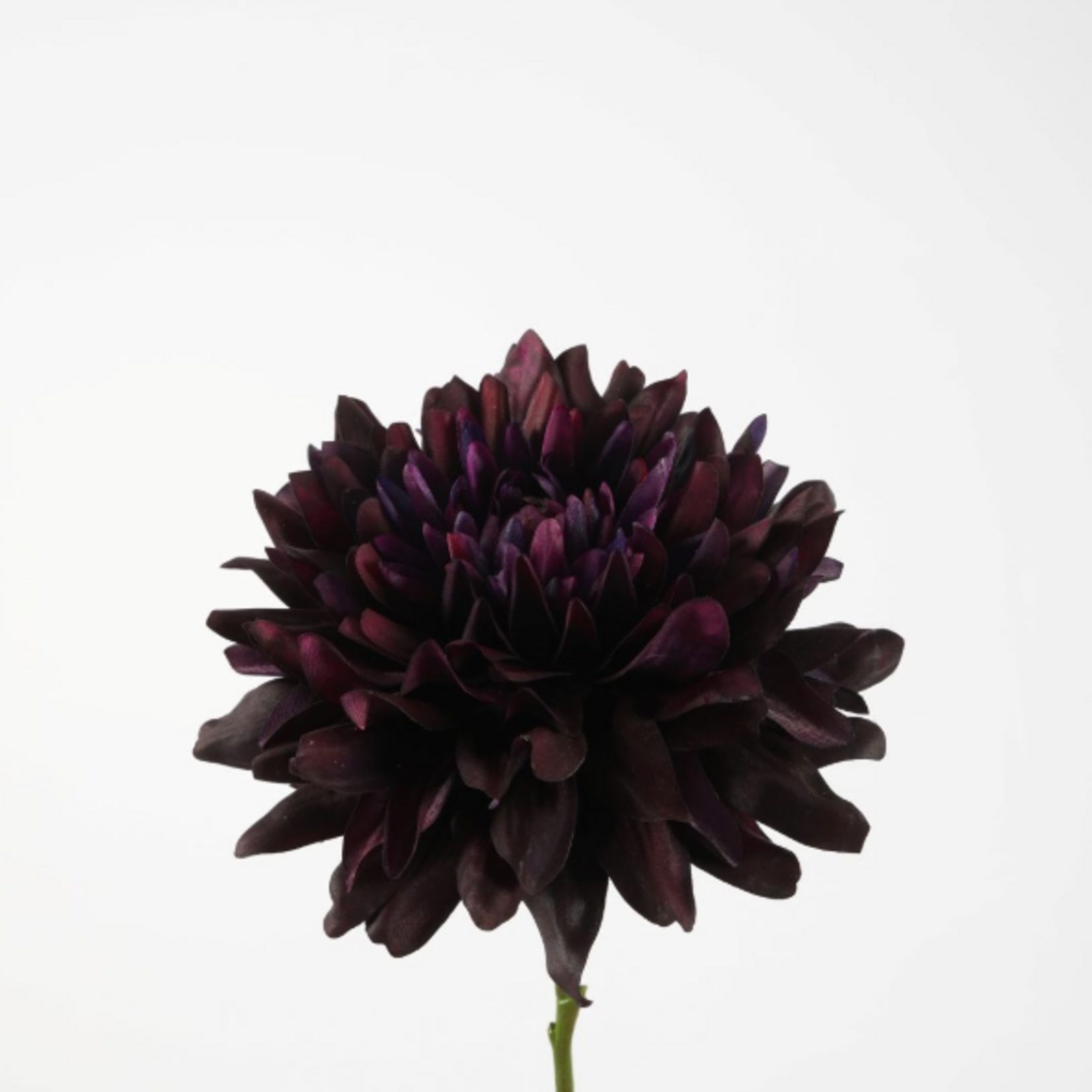 -- C&G -  Giant Dahlia Stem 79cm Real Touch donkerpaars