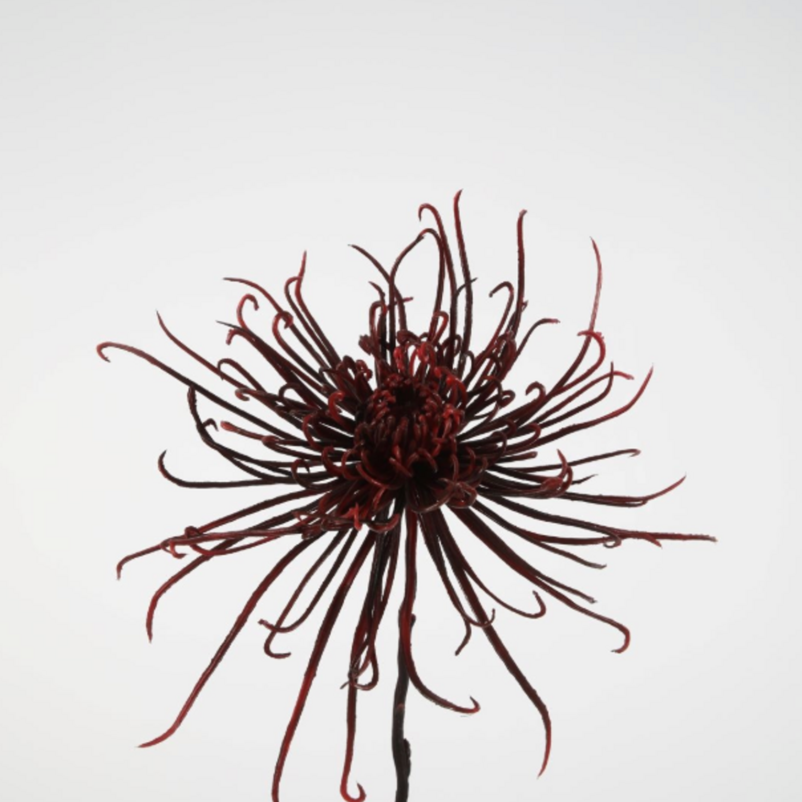 -- C&G - Spider mum stem 71cm Burgundy