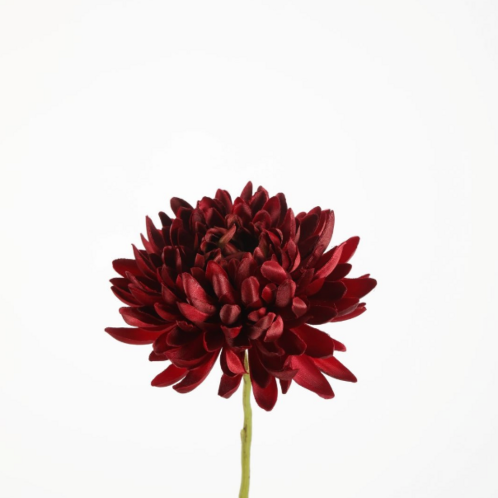 -- C&G - Spider mumstem 72cm burgundy