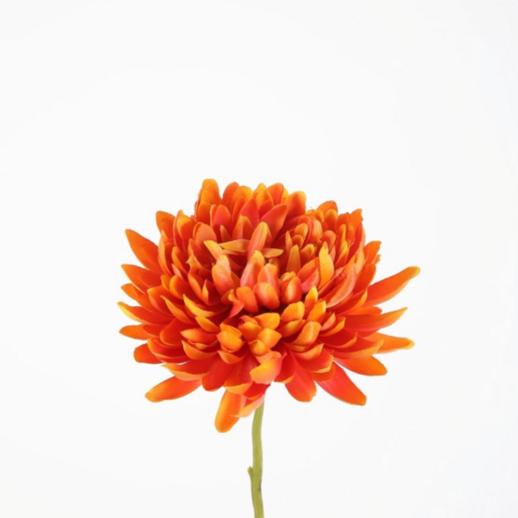 -- C&G - Spider mum stem 72cm oranje