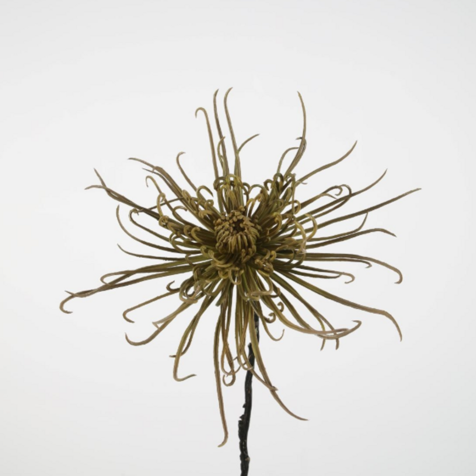 -- C&G - Spider mum stem 71 cm groen