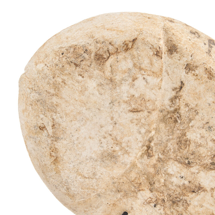 Bazar Bizar The Fish Stone on Stand - S