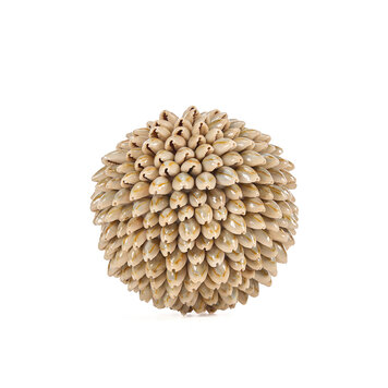 Bazar Bizar The Oluolu Shell Ball - M