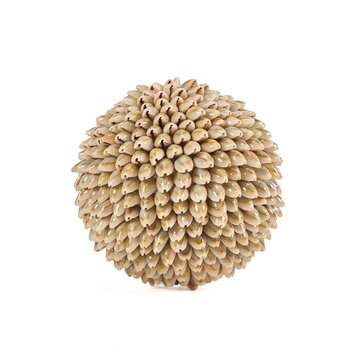 Bazar Bizar La Oluolu Shell Sfera - L