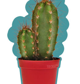 Van Ikke Van Ikke - Cactus