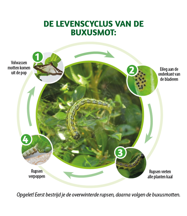 BSI Navulling feromoonval buxusmot