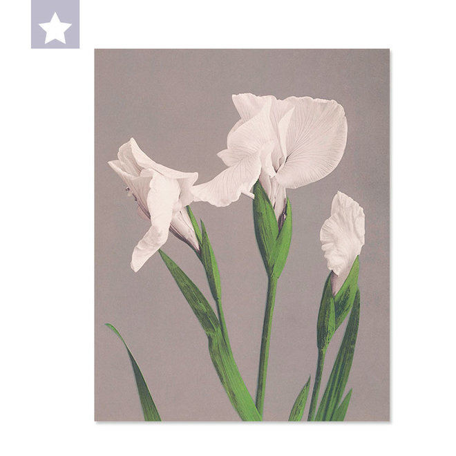 White Iris 25 x 31,5 cm
