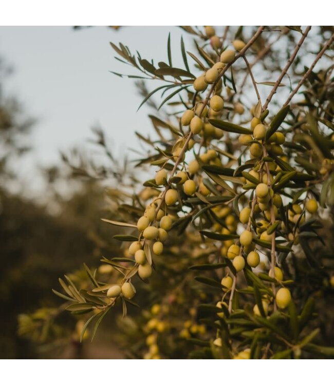 Olio Guglielmi Olio Guglielmi EV Olijfolie Tales: Pietra Essenziale 500ml