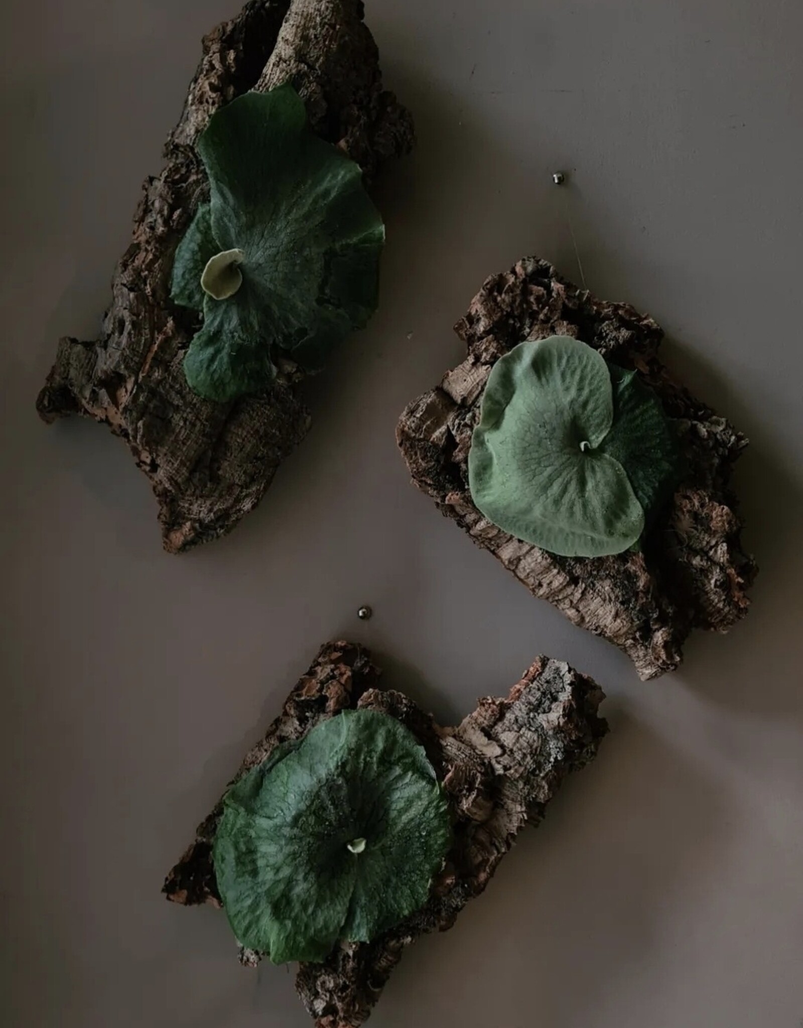 Workshop Platycerium monteren 1