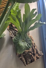 Workshop Platycerium monteren 1