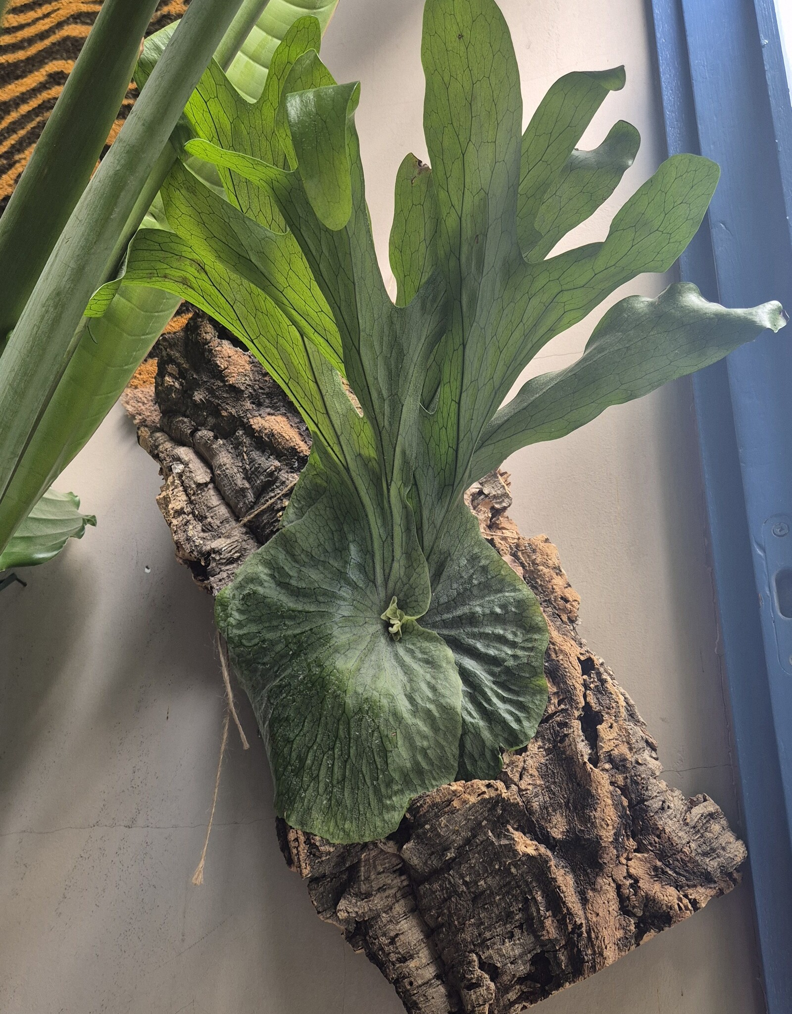 Workshop Platycerium monteren 1