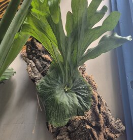 Workshop Platycerium monteren