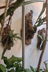 Workshop Platycerium monteren 1