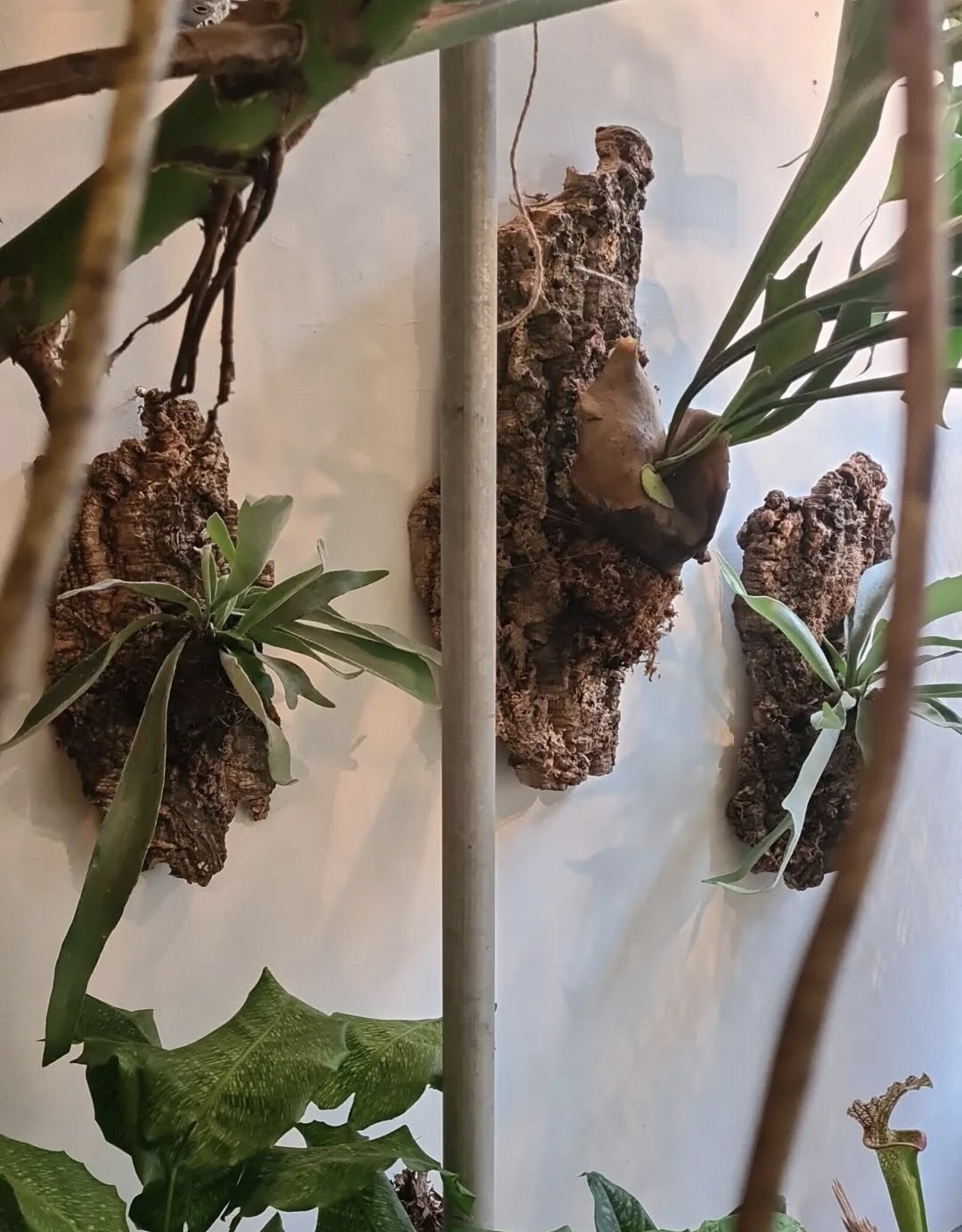 Workshop Platycerium monteren 1