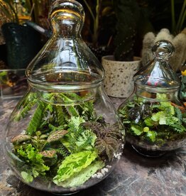 Workshop terrarium