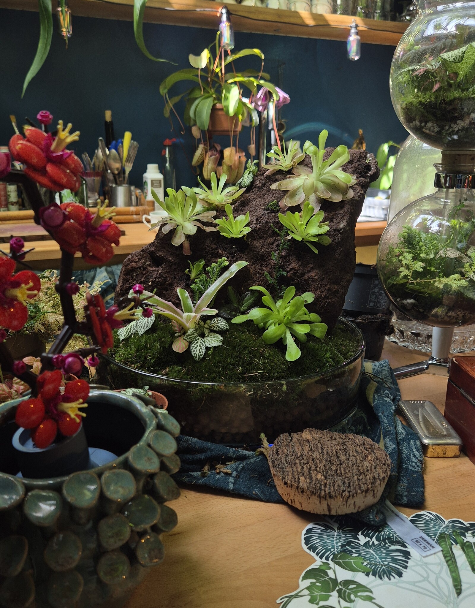 Workshop Pinguicula 1