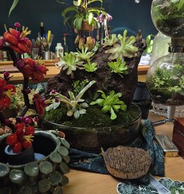 Workshop Pinguicula