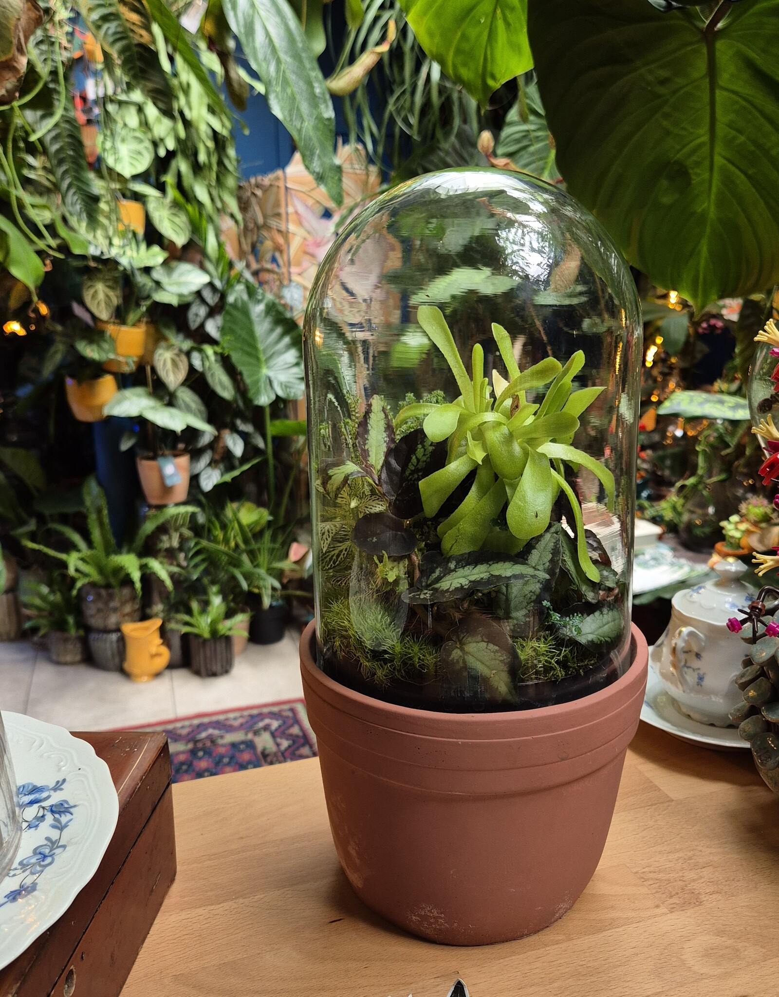 Workshop Pinguicula 1