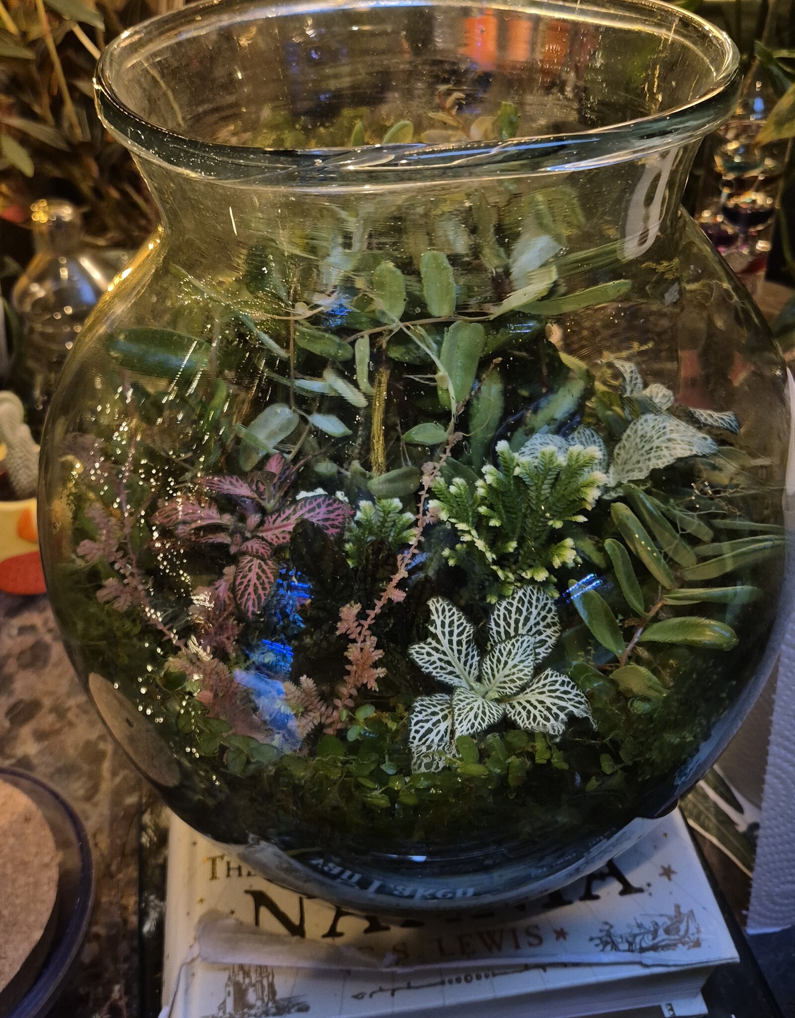 Workshop Groot Terrarium