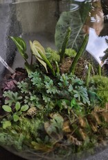 Workshop Groot Terrarium