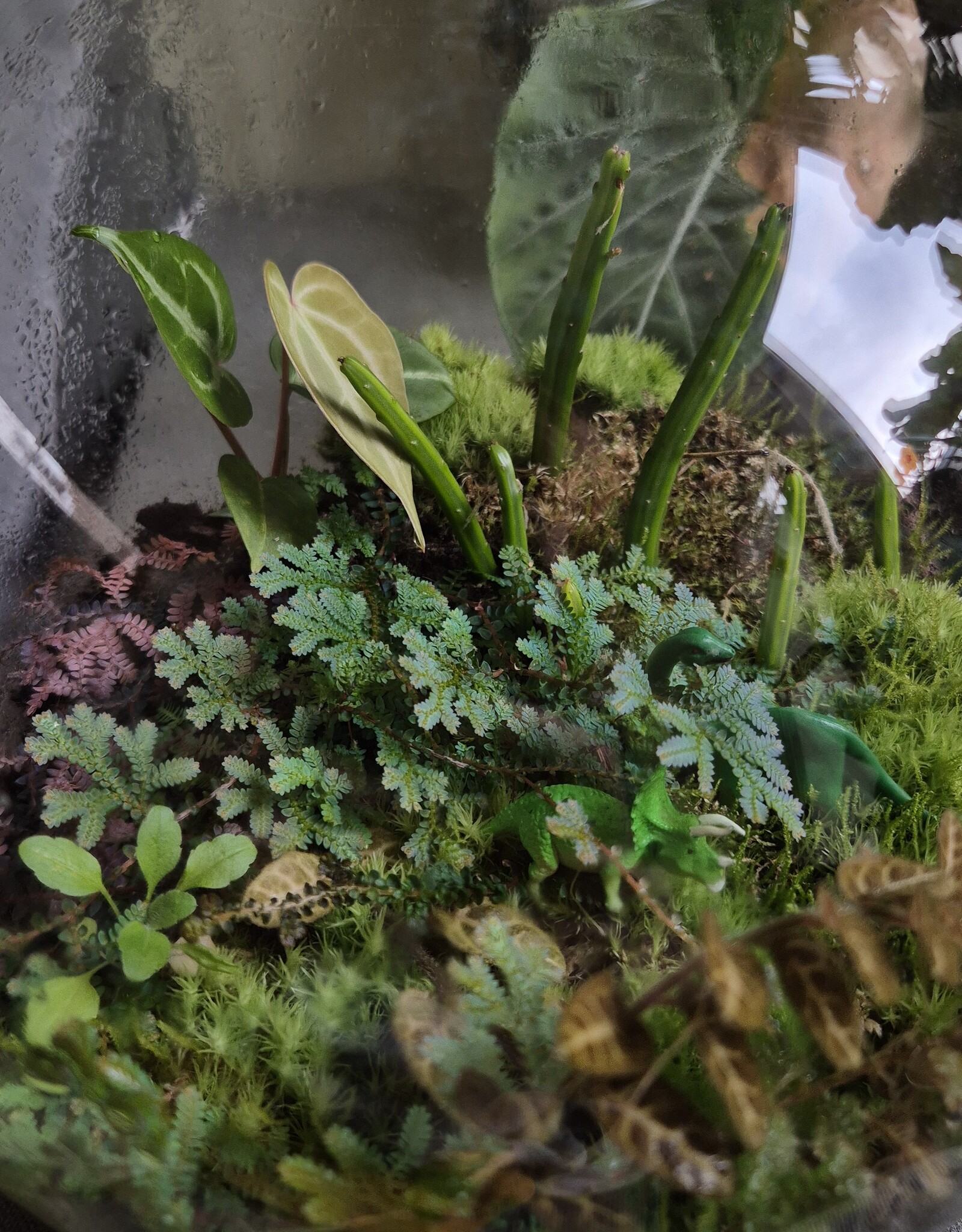Workshop Groot Terrarium