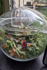 Workshop Groot Terrarium