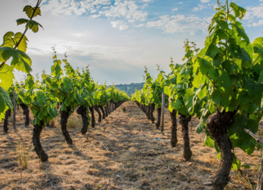 Beaujolais