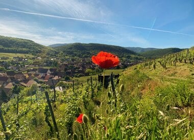 Domaine Eric Rominger