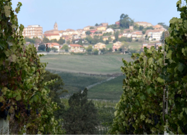 Azienda Agricola Serra Domenico