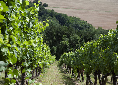 Vitteaut-Alberti