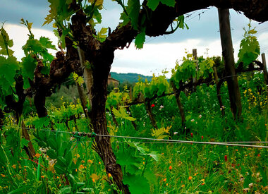 Azienda Agricola San Polino