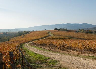 Domaine Barou