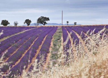 Provence
