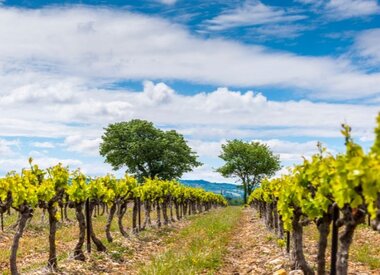 Rhônevallei