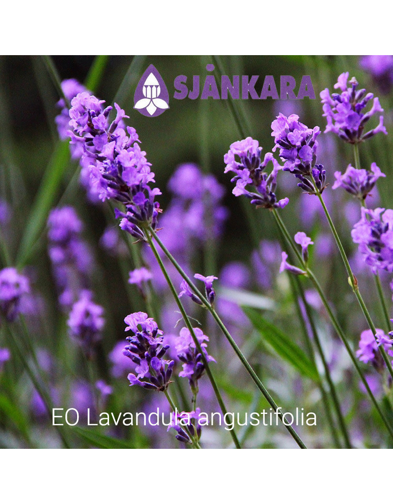 Sjankara Sjankara - Etherische olie echte lavendel (Lavandula angustifolia)