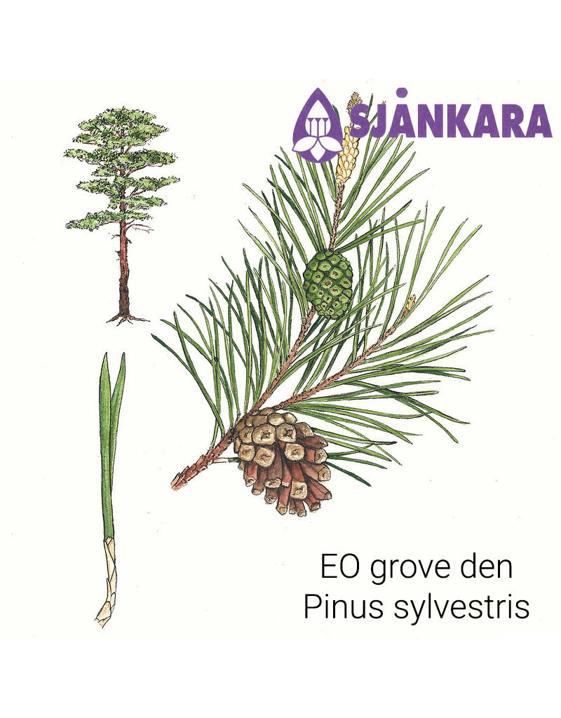 Sjankara Sjankara - Etherische olie grove den (Pinus sylvestris)