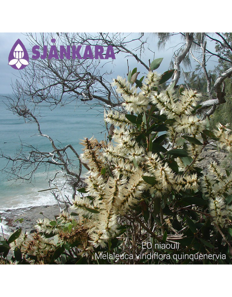 Sjankara Sjankara - etherische olie niaouli (Melaleuca viridiflora quinquenervia ct 1,8-cineole)