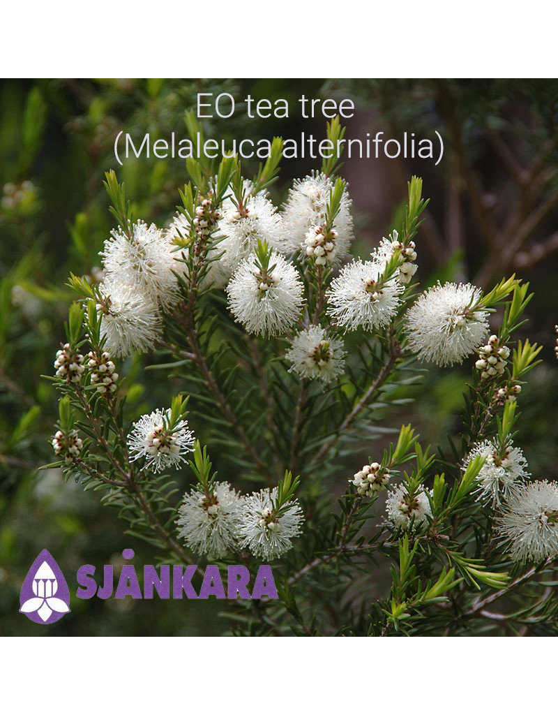 Sjankara Sjankara - etherische olie tea tree (Melaleuca alternifolia)