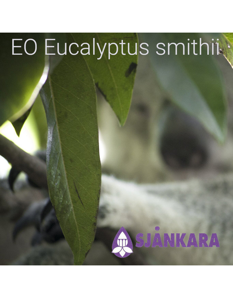 Sjankara Sjankara - etherische olie Eucalyptus smithii