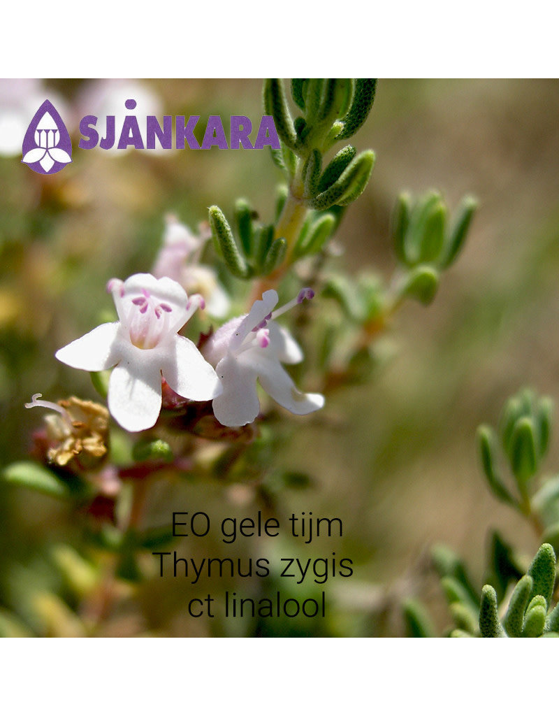 Sjankara Sjankara - Etherische olie, gele tijm (Thymus zygis ct linalool)