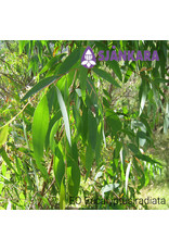 Sjankara Sjankara - etherische olie Eucalyptus radiata (australiana var. radiata)