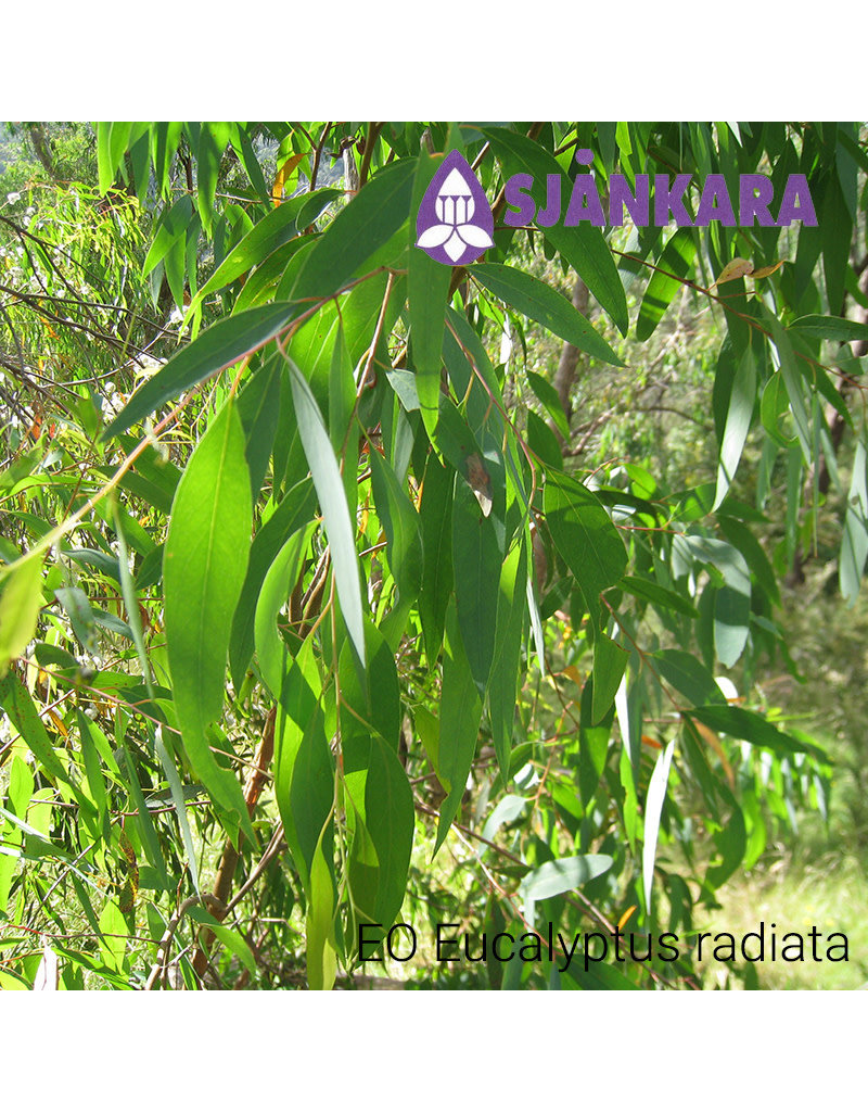 Sjankara Sjankara - etherische olie Eucalyptus radiata (australiana var. radiata)