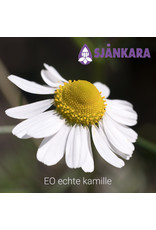 Sjankara Sjankara - Etherische olie echte kamille (Matricaria recutita)