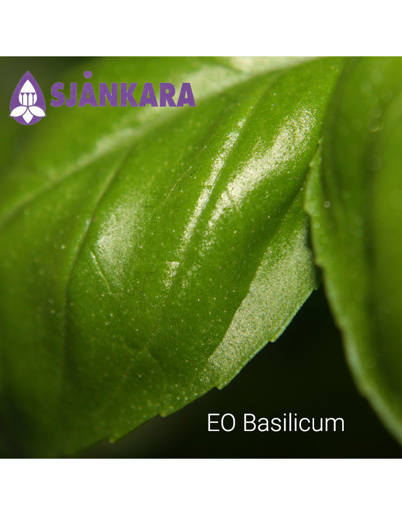 Sjankara Sjankara - etherische olie basilicum (Basilic ct methylchavicole)