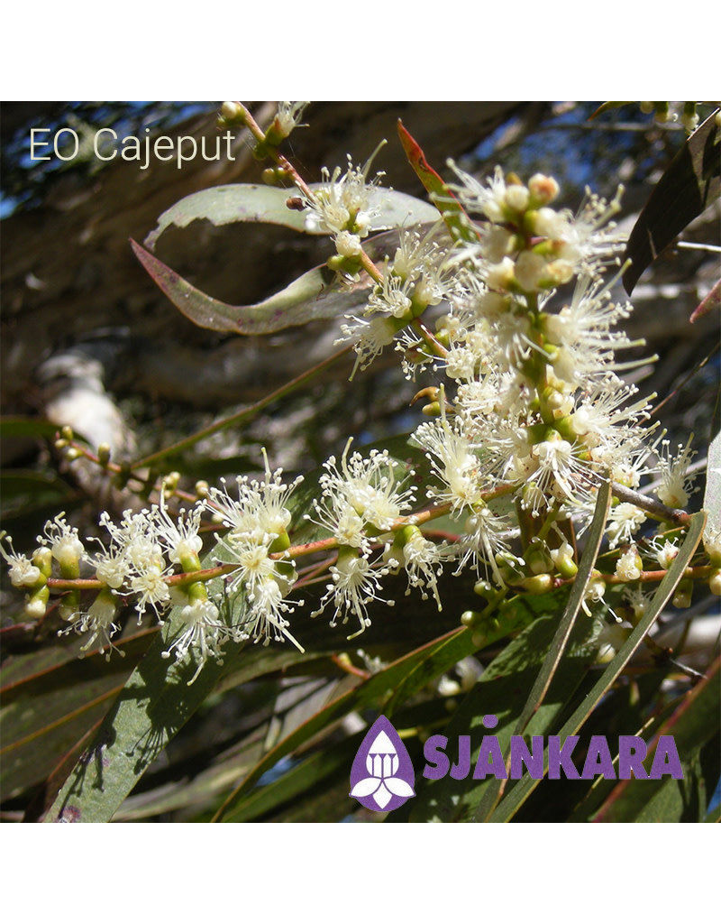 Sjankara Sjankara - etherische olie cajeput (Melaleuca leucadendron)